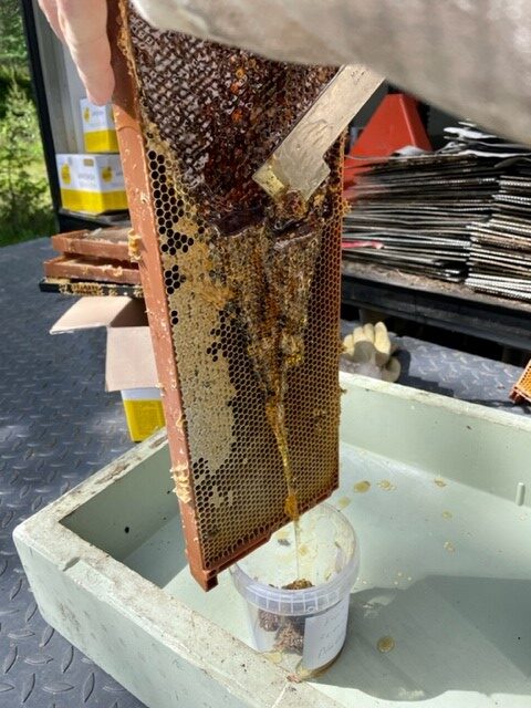 Prøvetaking honning. Foto: Oksana Bekkevold, Honningcentralen.